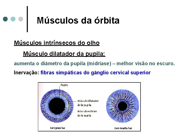 Músculos da órbita Músculos intrínsecos do olho Músculo dilatador da pupila: aumenta o diâmetro