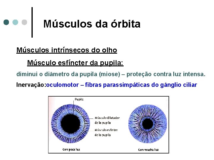 Músculos da órbita Músculos intrínsecos do olho Músculo esfíncter da pupila: diminui o diâmetro