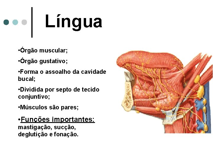 Língua • Órgão muscular; • Órgão gustativo; • Forma o assoalho da cavidade bucal;