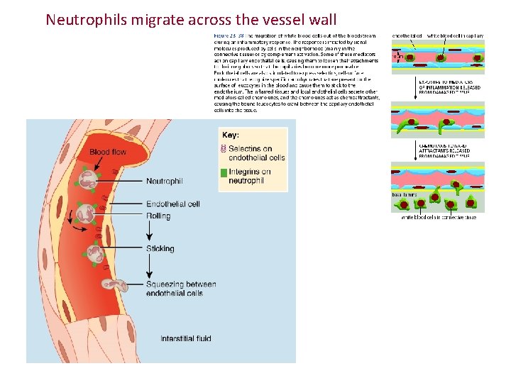 Neutrophils migrate across the vessel wall Neutrophils migrate across the vessel wall