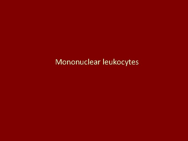Mononuclear leukocytes Mononuclear leukocytes