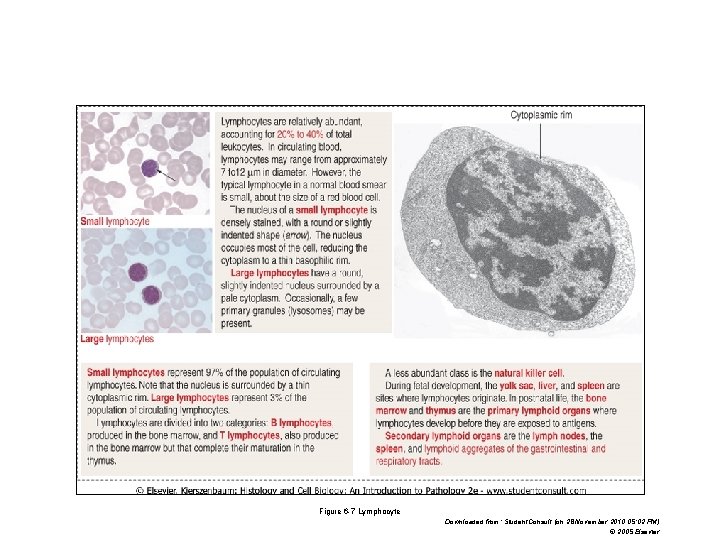 Figure 6 -7 Lymphocyte Downloaded from: Student. Consult (on 28 November 2010 05: 02 Figure 6 -7 Lymphocyte Downloaded from: Student. Consult (on 28 November 2010 05: 02