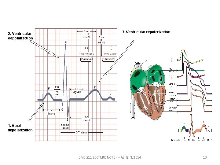 2. Ventricular depolarization 3. Ventricular repolarization 1. Atrial depolarization BME 311 LECTURE NOTE 4