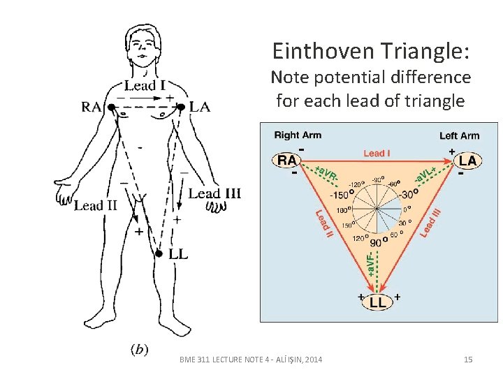 Einthoven Triangle: Note potential difference for each lead of triangle BME 311 LECTURE NOTE