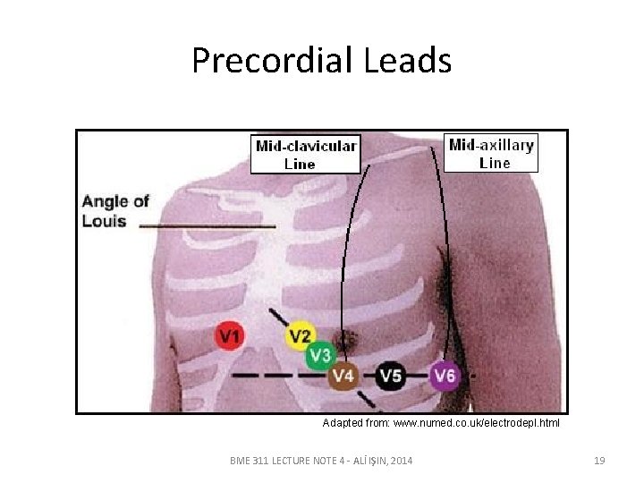 Precordial Leads Adapted from: www. numed. co. uk/electrodepl. html BME 311 LECTURE NOTE 4