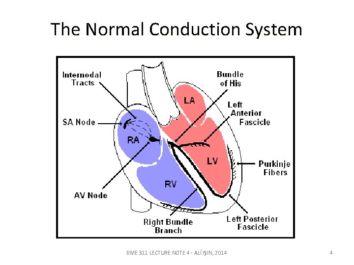 The Normal Conduction System BME 311 LECTURE NOTE 4 - ALİ IŞIN, 2014 4