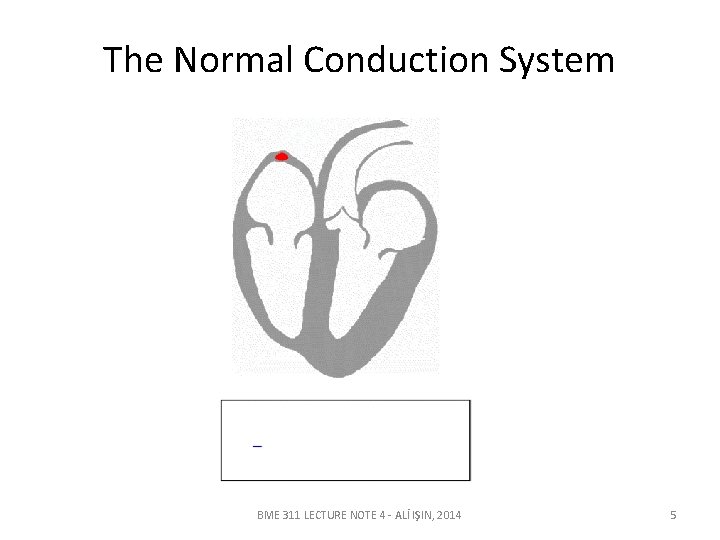 The Normal Conduction System BME 311 LECTURE NOTE 4 - ALİ IŞIN, 2014 5