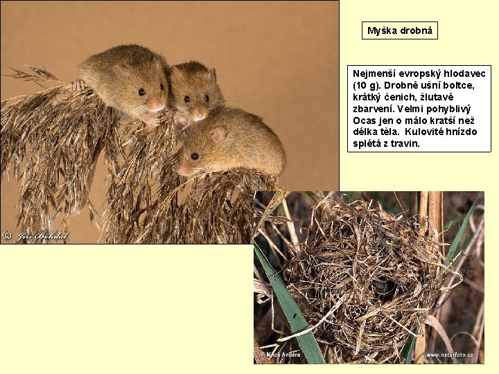 Myška drobná Nejmenší evropský hlodavec (10 g). Drobné ušní boltce, krátký čenich, žlutavé zbarvení.