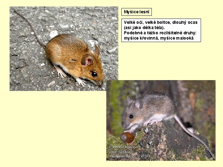 Myšice lesní Velké oči, velké boltce, dlouhý ocas (asi jako délka těla). Podobné a