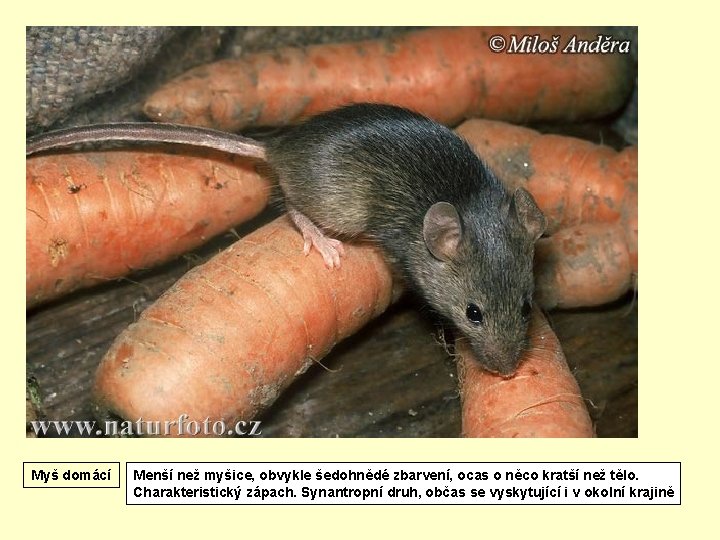 Myš domácí Menší než myšice, obvykle šedohnědé zbarvení, ocas o něco kratší než tělo.