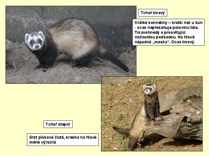 Tchoř tmavý Krátké končetiny – kratší než u kun - ocas nepřesahuje polovinu těla.