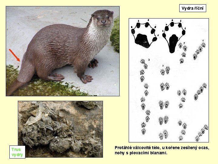 Vydra říční Trus vydry Břišní ploutve vranky (vlevo) a. Protáhlé hlavačky (vpravo) válcovité tělo,