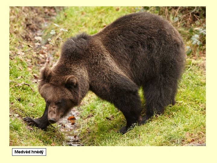 Břišní ploutve vranky (vlevo) a hlavačky (vpravo) Medvěd hnědý 