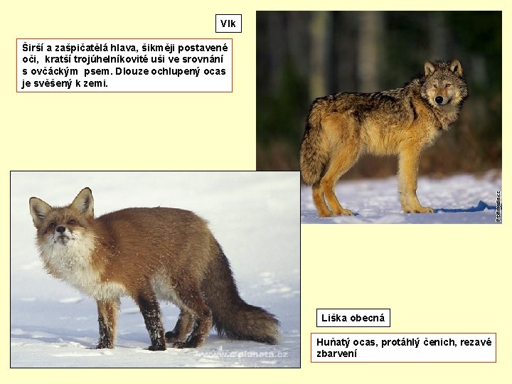 Vlk Širší a zašpičatělá hlava, šikměji postavené oči, kratší trojúhelníkovité uši ve srovnání s
