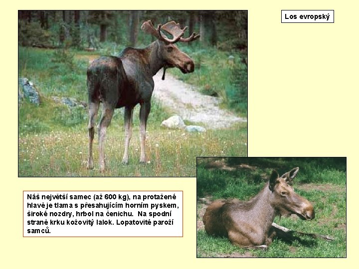 Los evropský Náš největší samec (až 600 kg), na protažené hlavě je tlama s