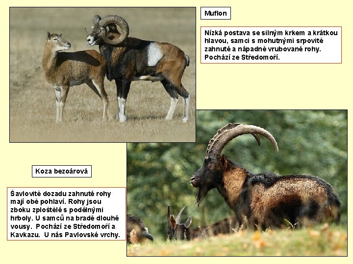 Muflon Nízká postava se silným krkem a krátkou hlavou, samci s mohutnými srpovitě zahnuté