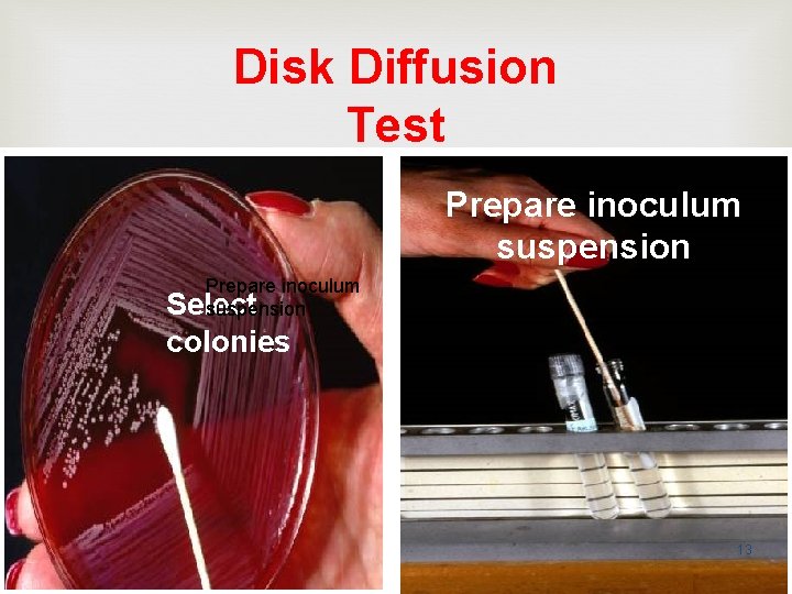 Disk Diffusion Test Prepare inoculum suspension Prepare inoculum Select suspension colonies 13 