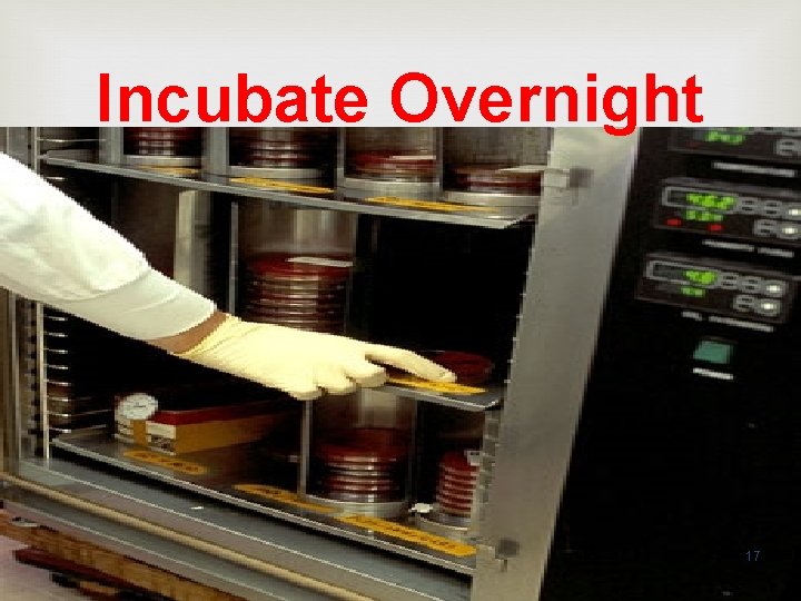 Incubate Overnight 17 