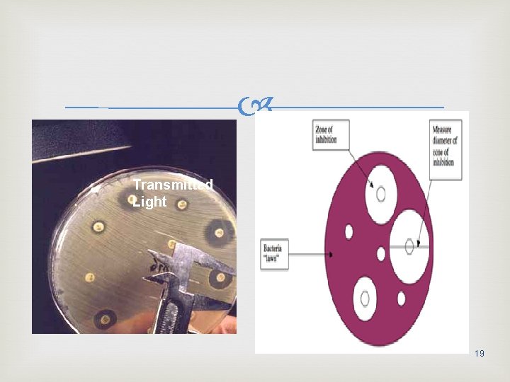  Transmitted Light 19 