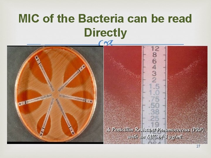 MIC of the Bacteria can be read Directly 27 