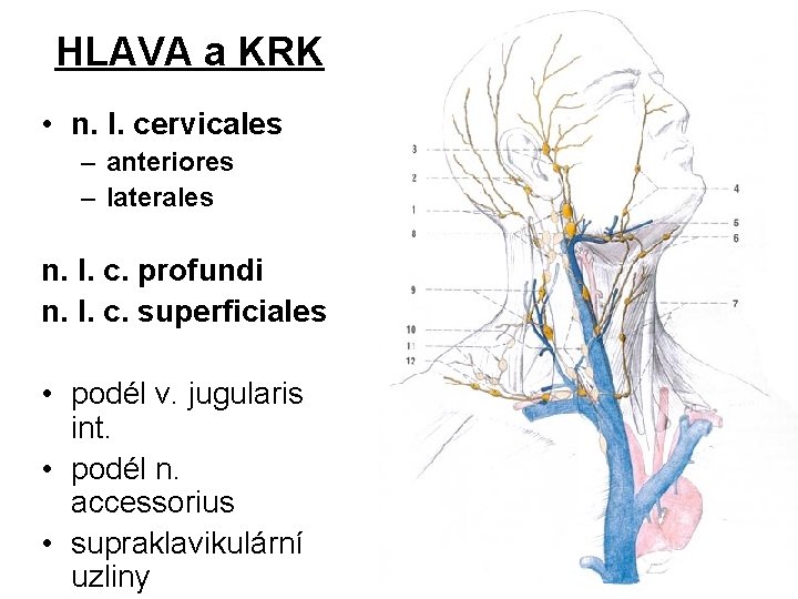 HLAVA a KRK • n. l. cervicales – anteriores – laterales n. l. c.