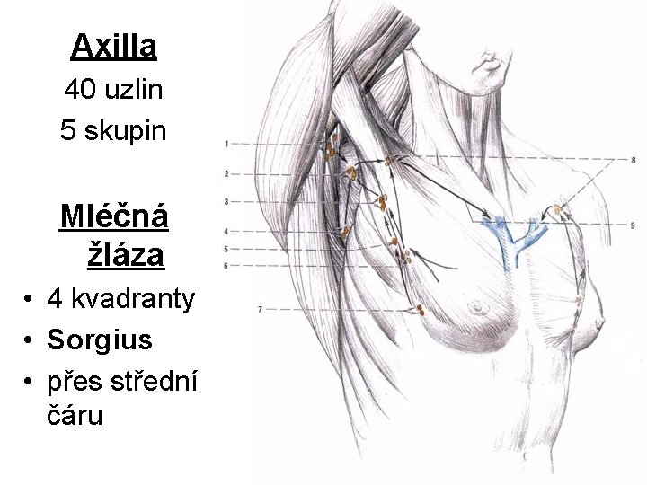 Axilla 40 uzlin 5 skupin Mléčná žláza • 4 kvadranty • Sorgius • přes