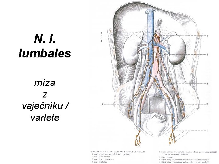 N. l. lumbales míza z vaječníku / varlete 