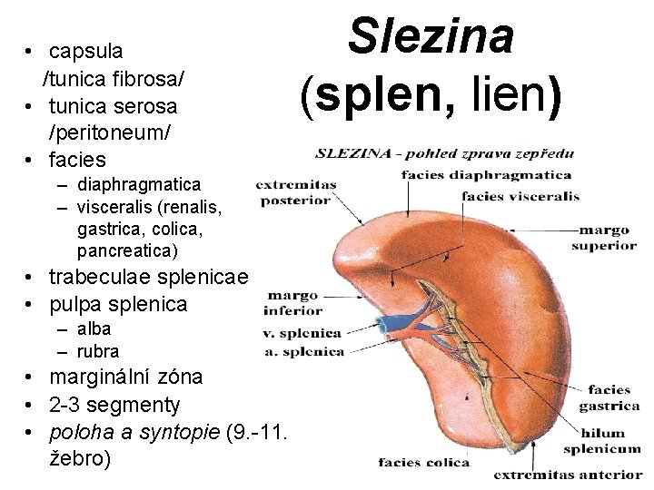  • capsula /tunica fibrosa/ • tunica serosa /peritoneum/ • facies – diaphragmatica –