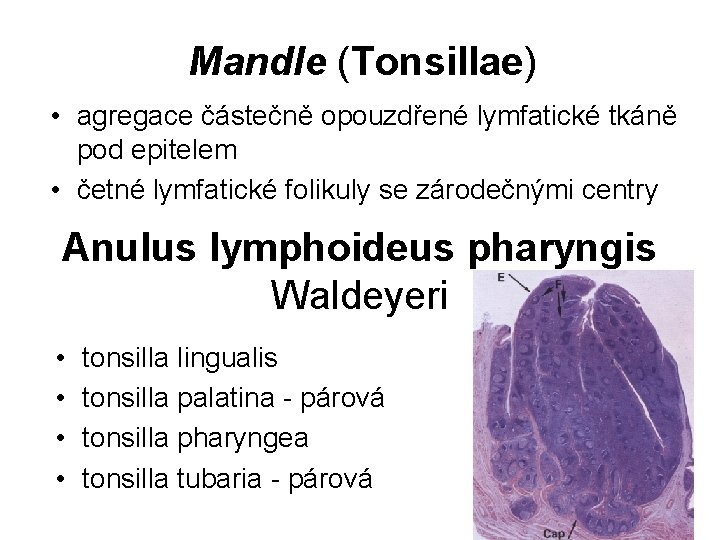 Mandle (Tonsillae) • agregace částečně opouzdřené lymfatické tkáně pod epitelem • četné lymfatické folikuly