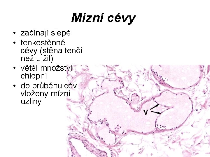 Mízní cévy • začínají slepě • tenkostěnné cévy (stěna tenčí než u žil) •