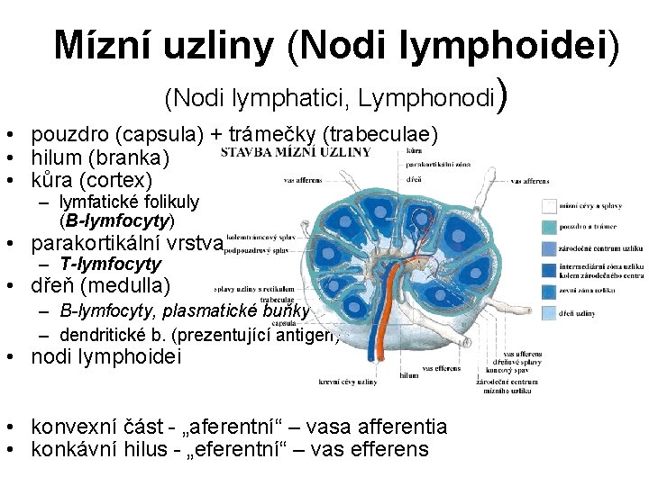 Mízní uzliny (Nodi lymphoidei) (Nodi lymphatici, Lymphonodi) • pouzdro (capsula) + trámečky (trabeculae) •