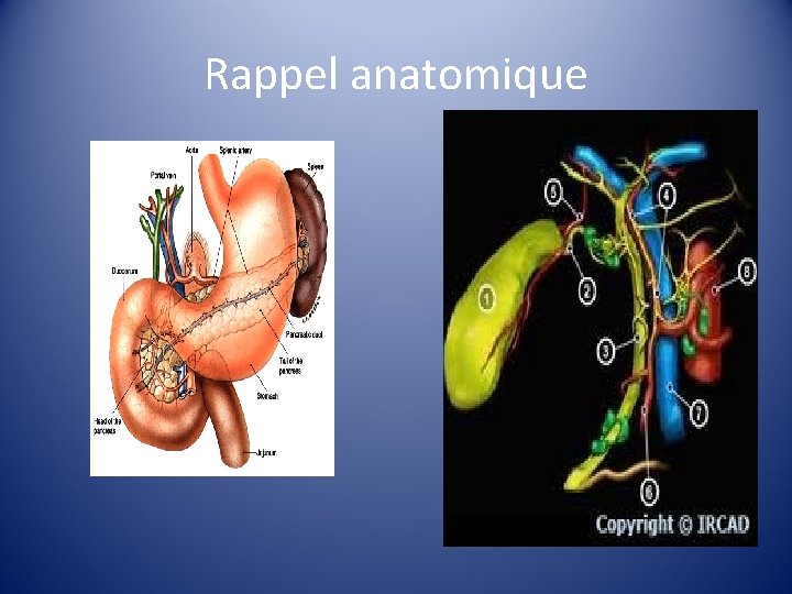 Rappel anatomique 