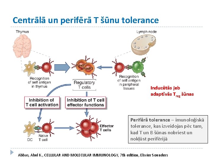 Centrālā un perifērā T šūnu tolerance Inducētās jeb adaptīvās Treg šūnas Perifērā tolerance –