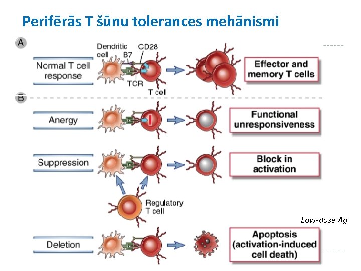 Perifērās T šūnu tolerances mehānismi Low-dose Ag 