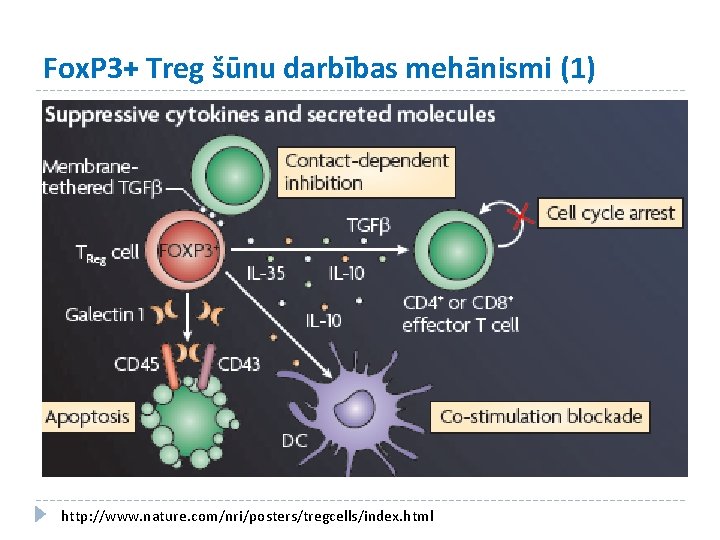 Fox. P 3+ Treg šūnu darbības mehānismi (1) http: //www. nature. com/nri/posters/tregcells/index. html 