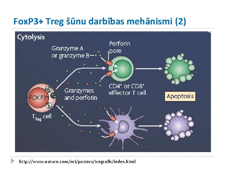 Fox. P 3+ Treg šūnu darbības mehānismi (2) http: //www. nature. com/nri/posters/tregcells/index. html 