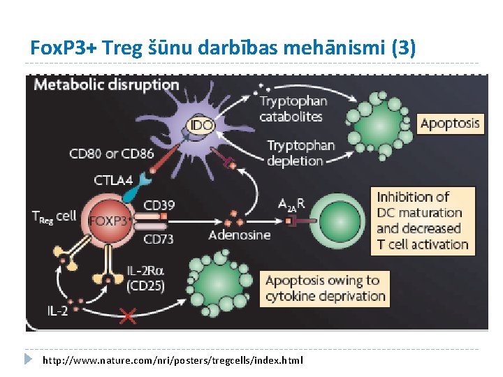 Fox. P 3+ Treg šūnu darbības mehānismi (3) http: //www. nature. com/nri/posters/tregcells/index. html 