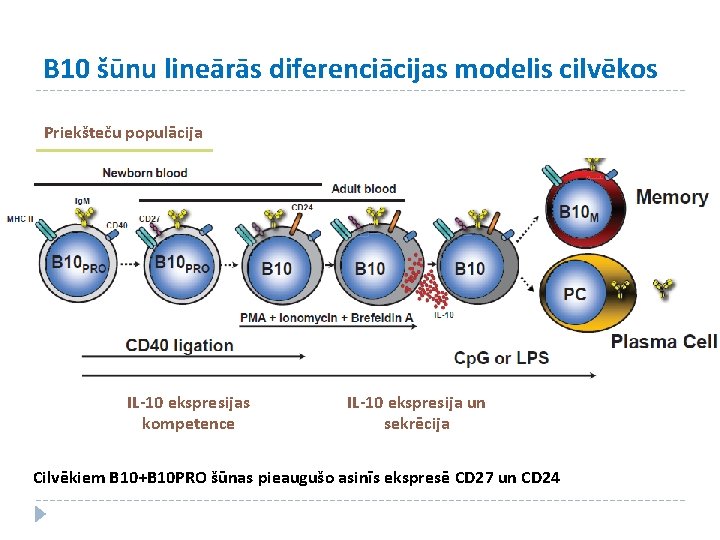 B 10 šūnu lineārās diferenciācijas modelis cilvēkos Priekšteču populācija IL-10 ekspresijas kompetence IL-10 ekspresija