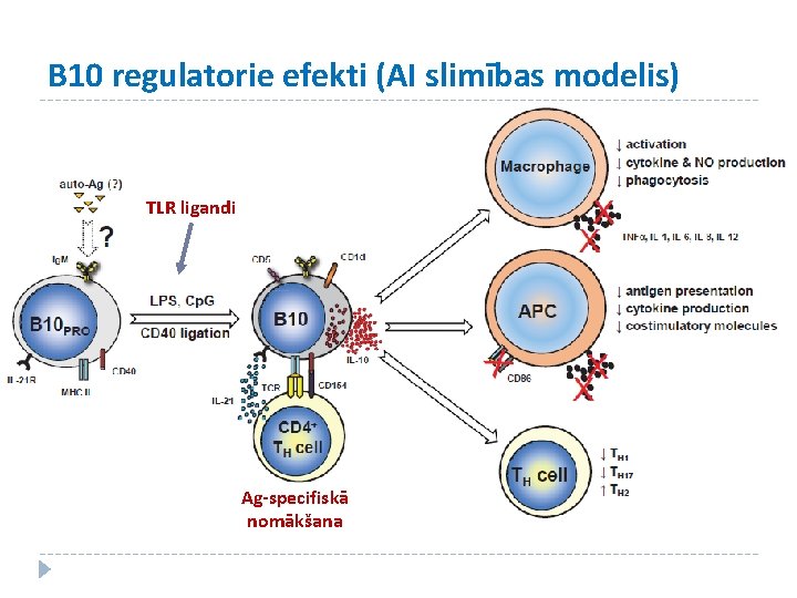 B 10 regulatorie efekti (AI slimības modelis) TLR ligandi Ag-specifiskā nomākšana 