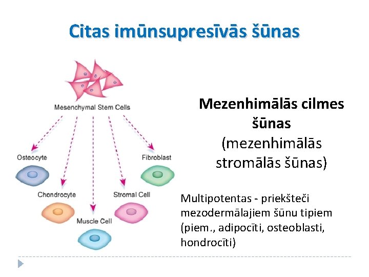 Citas imūnsupresīvās šūnas Mezenhimālās cilmes šūnas (mezenhimālās stromālās šūnas) Multipotentas - priekšteči mezodermālajiem šūnu