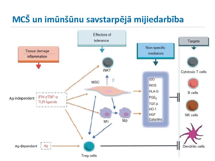 MCŠ un imūnšūnu savstarpējā mijiedarbība 