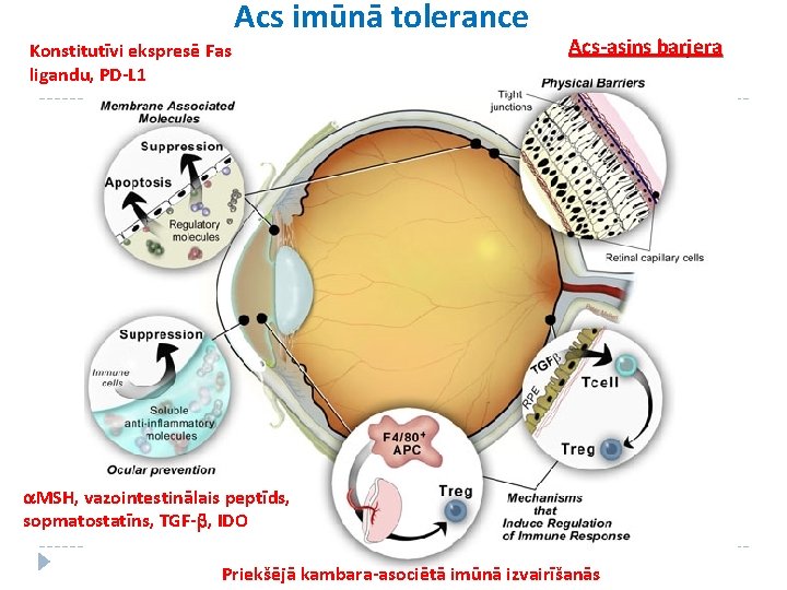 Acs imūnā tolerance Konstitutīvi ekspresē Fas ligandu, PD-L 1 Acs-asins barjera a. MSH, vazointestinālais