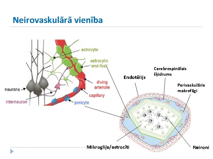 Neirovaskulārā vienība Endotēlijs Cerebrospinālais šķidrums Perivaskulārie makrofāgi Mikroglija/astrocīti Neironi 