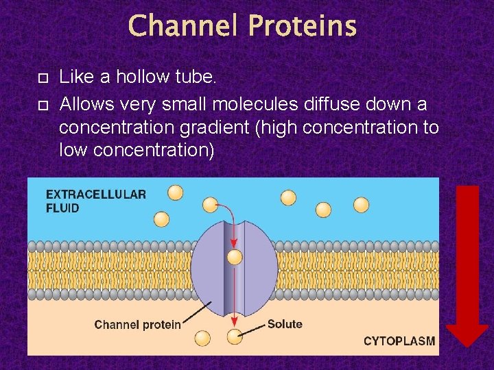 Channel Proteins Like a hollow tube. Allows very small molecules diffuse down a concentration