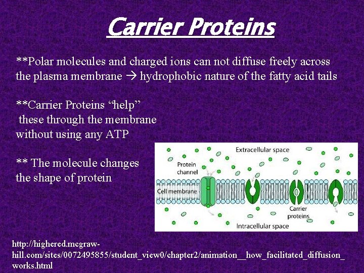 Carrier Proteins **Polar molecules and charged ions can not diffuse freely across the plasma