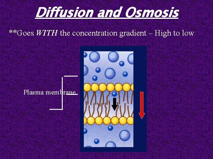 Diffusion and Osmosis **Goes WITH the concentration gradient – High to low Plasma membrane