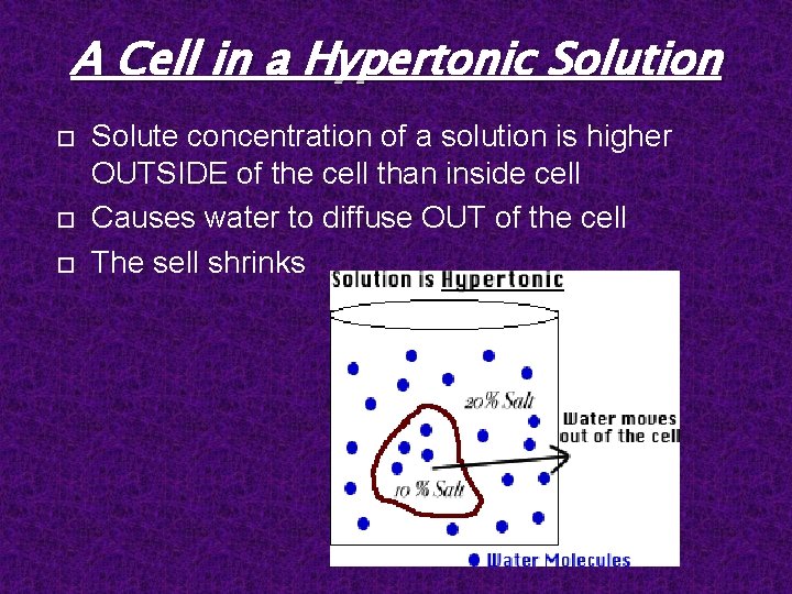 A Cell in a Hypertonic Solution Solute concentration of a solution is higher OUTSIDE