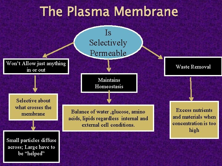 The Plasma Membrane Is Selectively Permeable Won’t Allow just anything in or out Waste