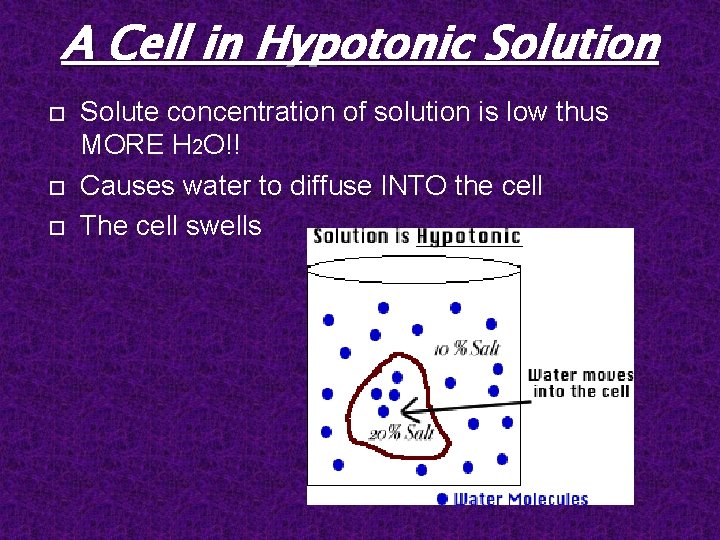 A Cell in Hypotonic Solution Solute concentration of solution is low thus MORE H