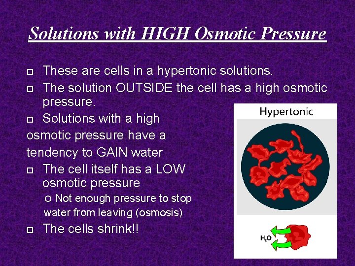 Solutions with HIGH Osmotic Pressure These are cells in a hypertonic solutions. The solution